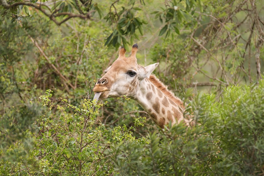 Hluhluwe-Imfolozi Game Reserve. Giraffe. Hluhluwe. .