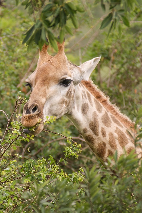 Hluhluwe-Imfolozi Game Reserve. Giraffe. Hluhluwe. .