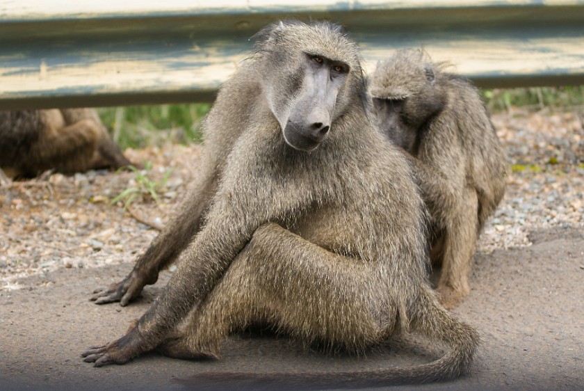 Hluhluwe-Imfolozi Game Reserve. Baboons. Hluhluwe. .