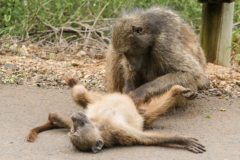 Hluhluwe-Imfolozi Game Reserve. Baboons. Hluhluwe. .