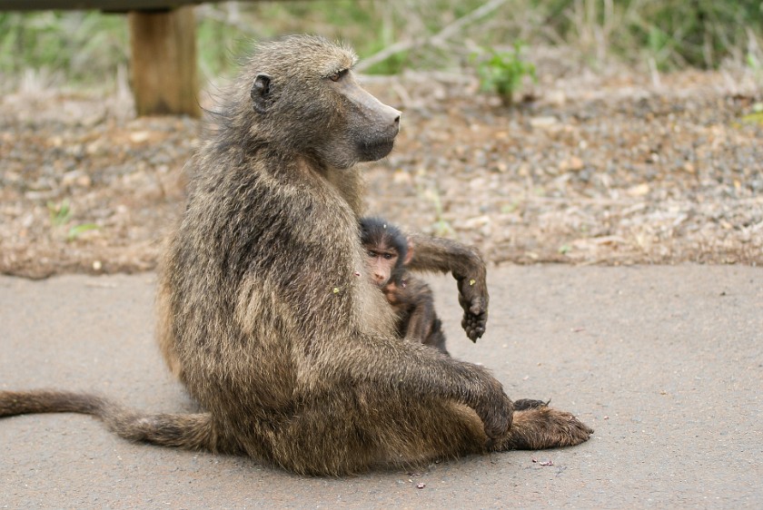 Hluhluwe-Imfolozi Game Reserve. Baboons. Hluhluwe. .