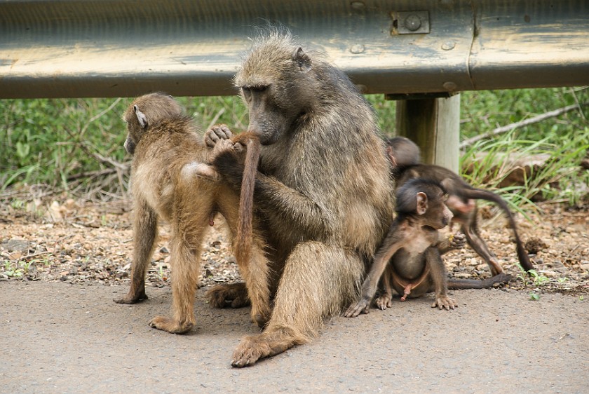Hluhluwe-Imfolozi Game Reserve. Baboons. Hluhluwe. .