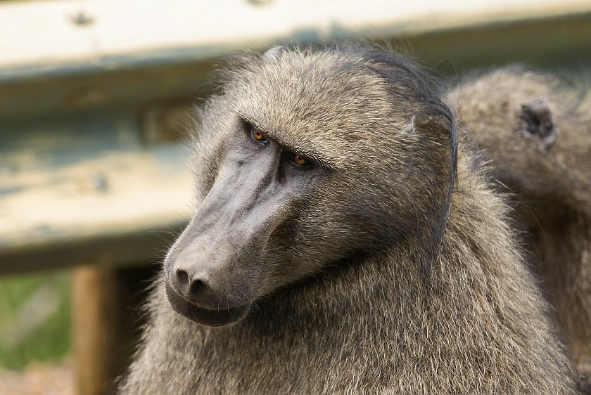 Hluhluwe-Imfolozi Game Reserve. Baboon. Hluhluwe. .