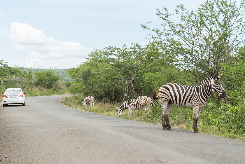 Hluhluwe-Imfolozi Game Reserve. Zebras. Imfolozi. .