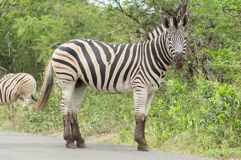 Hluhluwe-Imfolozi Game Reserve. Zebra. Imfolozi. .