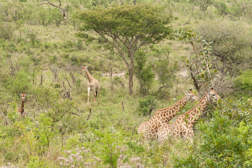 Hluhluwe-Imfolozi Game Reserve. Giraffes. Imfolozi. .