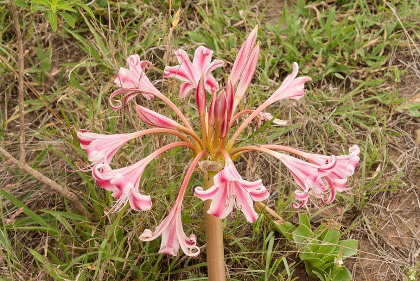 Hluhluwe-Imfolozi Game Reserve. Flower. Imfolozi. .