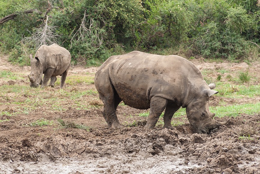 Hluhluwe-Imfolozi Game Reserve. White rhinoceros. Imfolozi. .