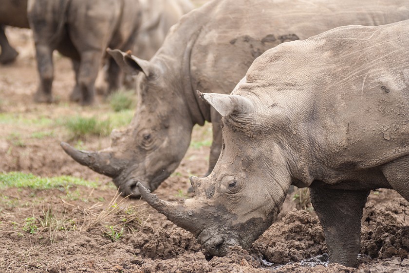 Hluhluwe-Imfolozi Game Reserve. White rhinoceros. Imfolozi. .