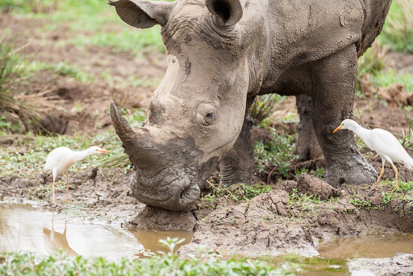 Hluhluwe-Imfolozi Game Reserve. White rhinoceros. Imfolozi. .