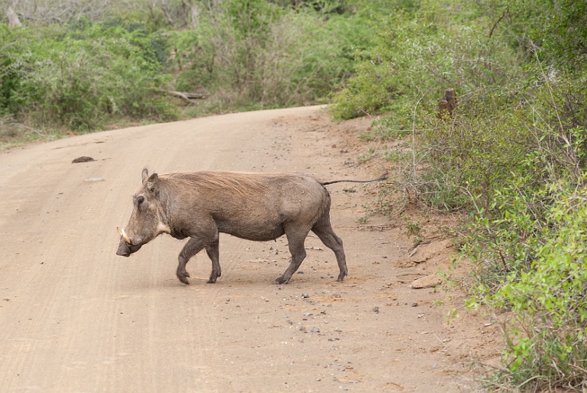 Hluhluwe-Imfolozi Game Reserve. Warthog. Imfolozi. .