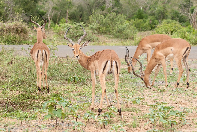 Hluhluwe-Imfolozi Game Reserve. Impalas. Imfolozi. .