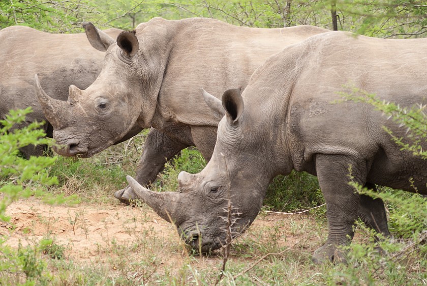 Hluhluwe-Imfolozi Game Reserve. White rhinoceros. Imfolozi. .