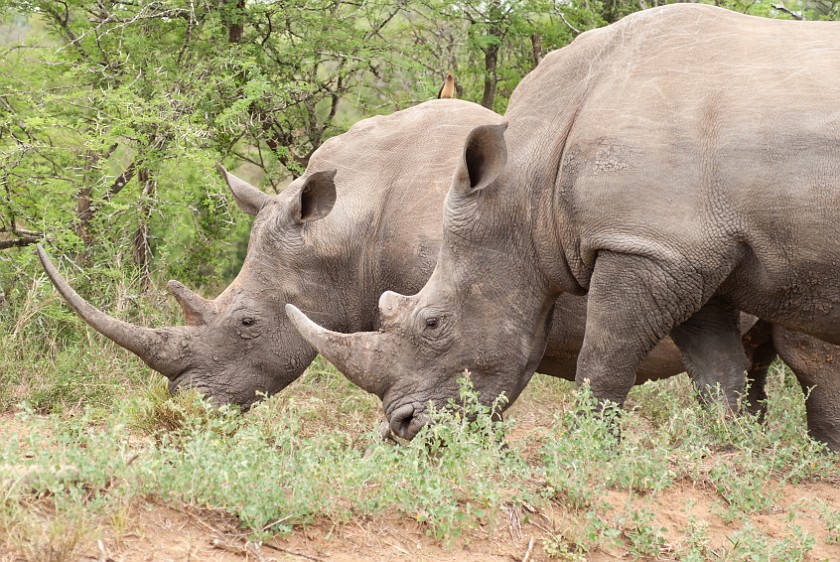 Hluhluwe-Imfolozi Game Reserve. White rhinoceros. Imfolozi. .