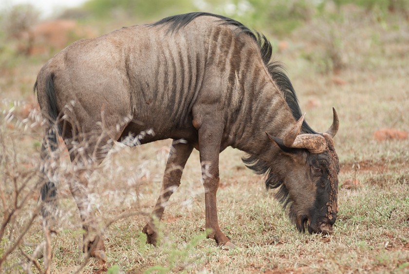 Hluhluwe-Imfolozi Game Reserve. Wildebeest. Imfolozi. .