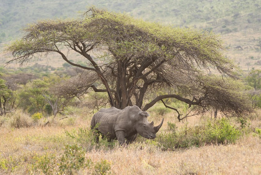 Hluhluwe-Imfolozi Game Reserve. White rhinoceros. Imfolozi. .