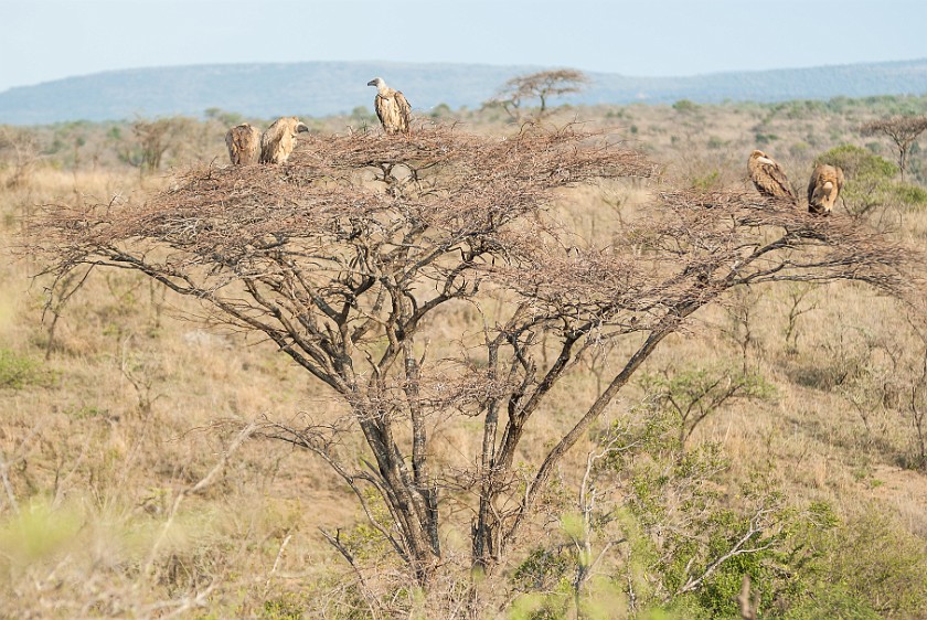 Hluhluwe-Imfolozi Game Reserve. Vultures. Imfolozi. .