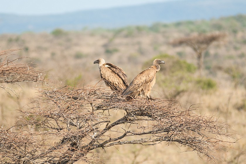 Hluhluwe-Imfolozi Game Reserve. Vultures. Imfolozi. .