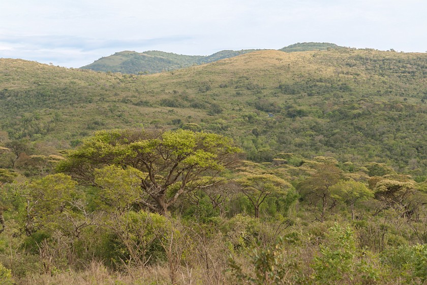 Hluhluwe-Imfolozi Game Reserve. Bush near Muntulu. Hluhluwe. .