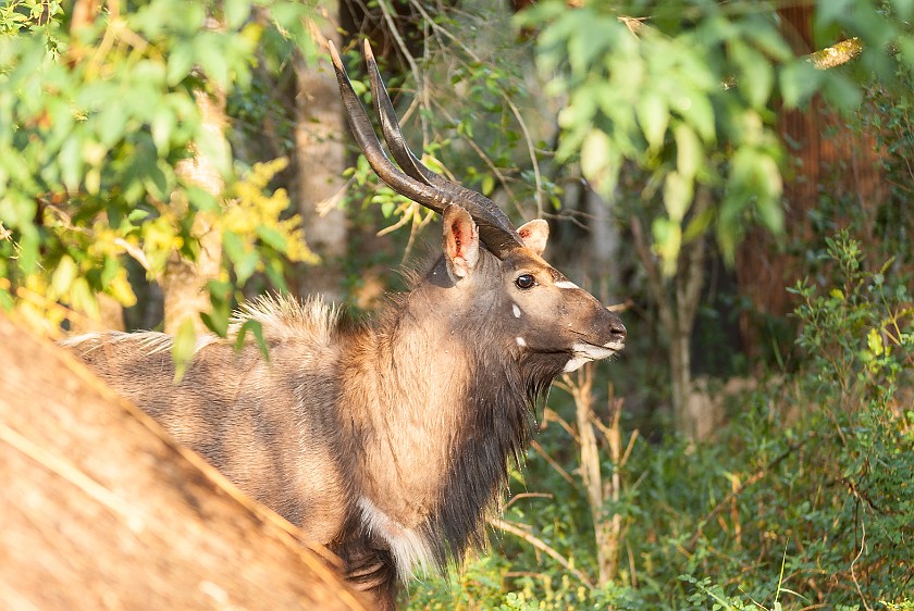 Hluhluwe-Imfolozi Game Reserve. Nyala. Hluhluwe. .