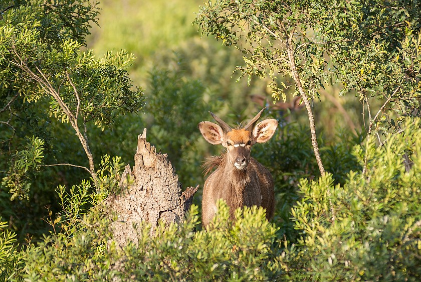Hluhluwe-Imfolozi Game Reserve. Nyala. Hluhluwe. .