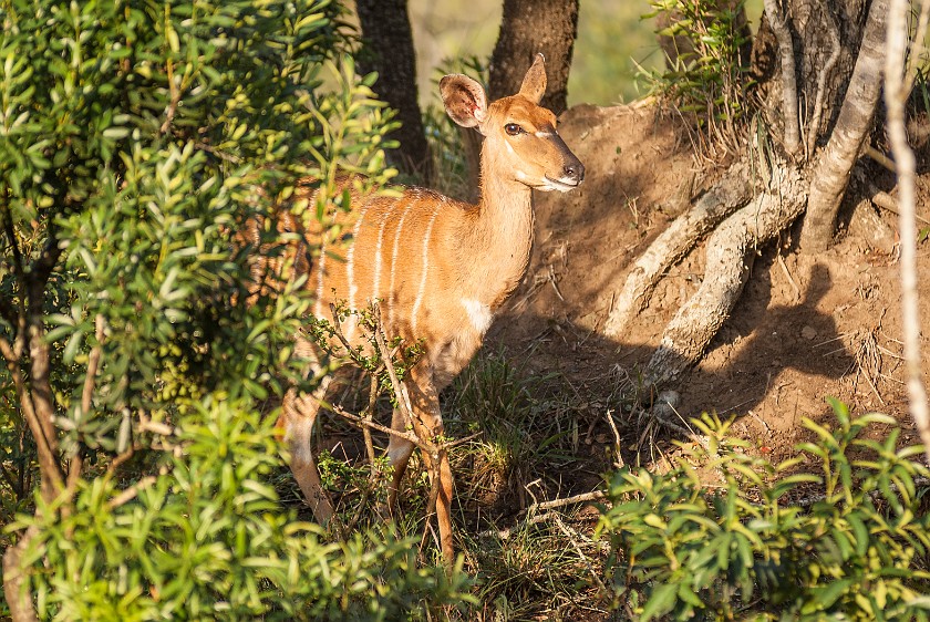 Hluhluwe-Imfolozi Game Reserve. Nyala. Hluhluwe. .