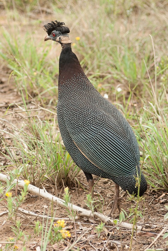 Hluhluwe-Imfolozi Game Reserve. Bird. Hluhluwe. .