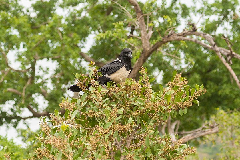 Hluhluwe-Imfolozi Game Reserve. Raven. Hluhluwe. .