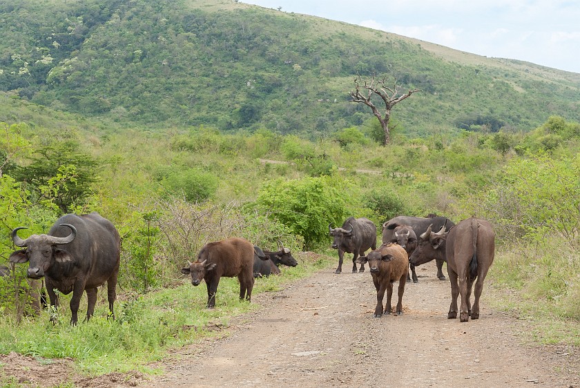 Hluhluwe-Imfolozi Game Reserve. Cape buffalos. Hluhluwe. .