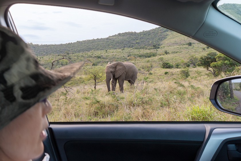 Hluhluwe-Imfolozi Game Reserve. View from car on an elephant. Imfolozi. .
