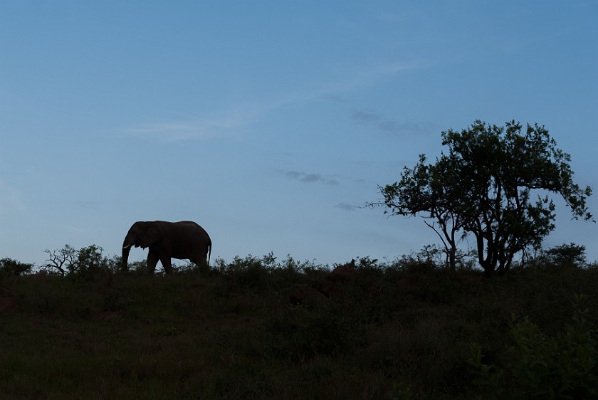 Hluhluwe-Imfolozi Game Reserve. Elephant at dawn. Imfolozi. .