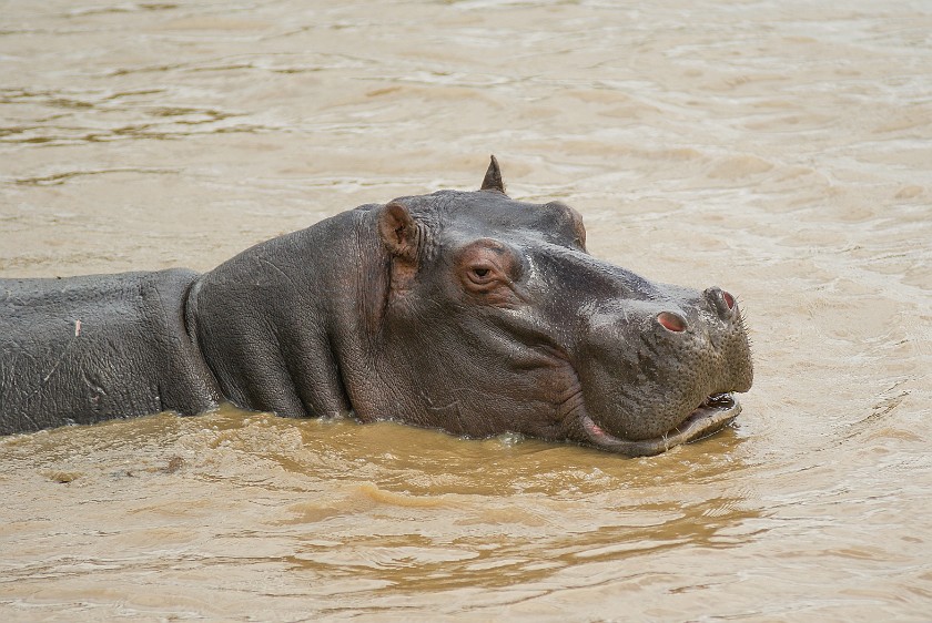St. Lucia Estuary Boat Tour. Hippopotamus. St. Lucia. .