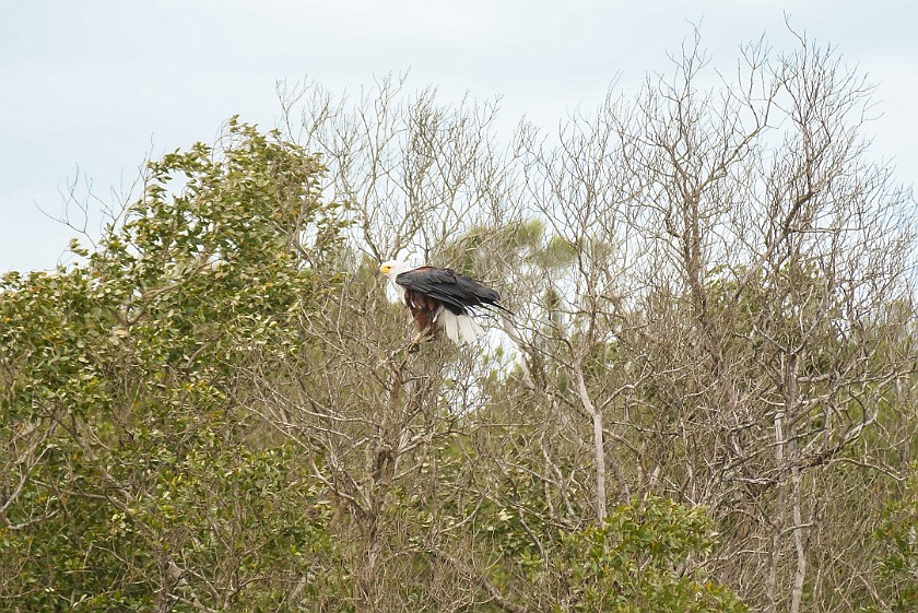 St. Lucia Estuary Boat Tour. Eagle. St. Lucia. .