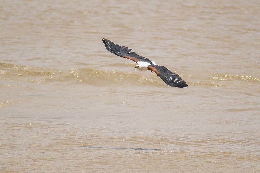 St. Lucia Estuary Boat Tour. Eagle. St. Lucia. .
