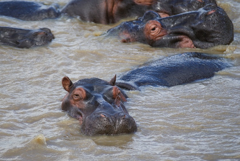 St. Lucia Estuary Boat Tour. Hippopotamus. St. Lucia. .