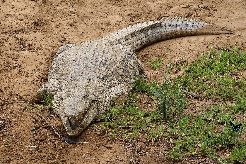 Crocodile Centre. Crocodile. St. Lucia. .