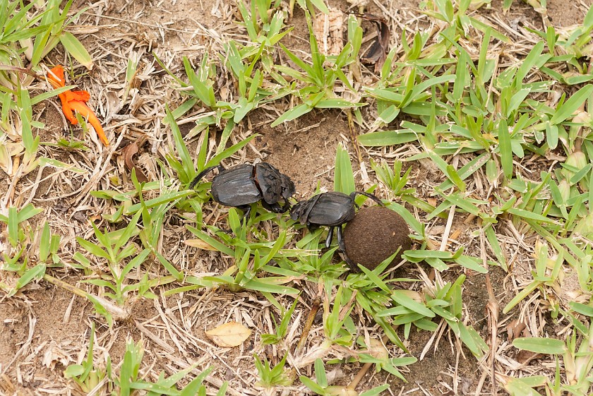 Crocodile Centre. Dung beetle. St. Lucia. .