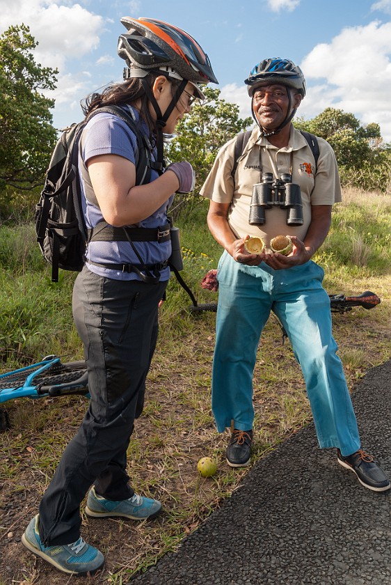 St. Lucia Bicycle Tour. Eating a monkey apple (annona glabra). St. Lucia. .