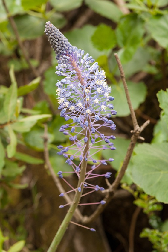 Royal Natal National Park. Plant. Bergville. .
