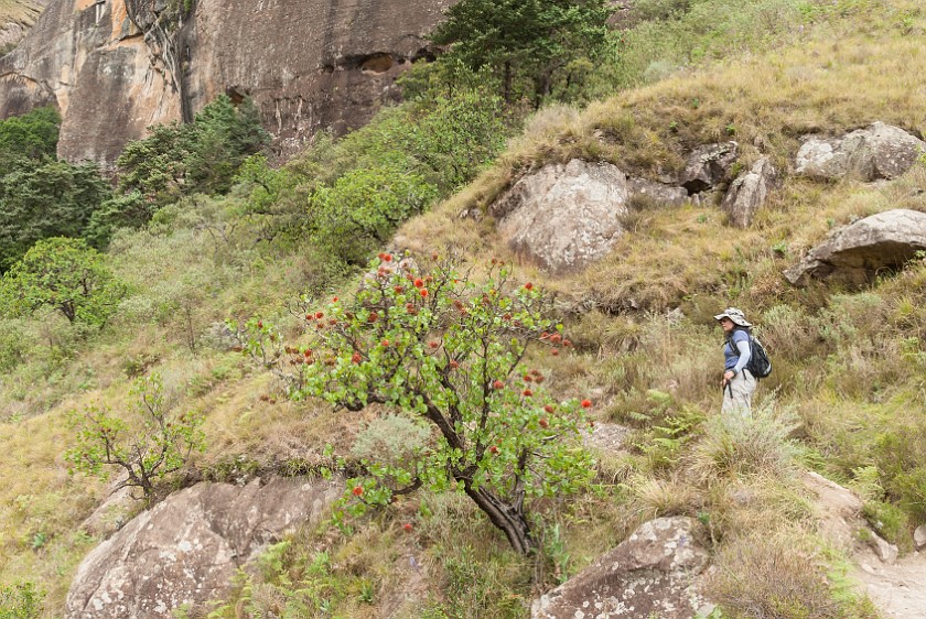 Royal Natal National Park. Hiking the Thukela Gorge. Bergville. .