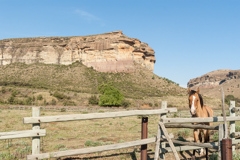 Golden Gate Highlands National Park. Horse. Phuthaditjhaba. .