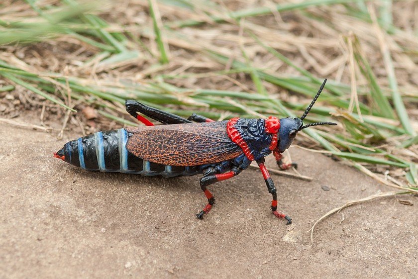 Ukhahlamba Drakensberg Park. Grasshopper. Giant's Castle Camp. .