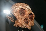 ZAR050