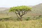 ZAR248