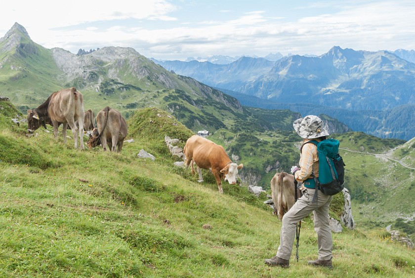 Hike to the Summit of the Rote Wand. Cows in high alpine terrain. near Lech. .