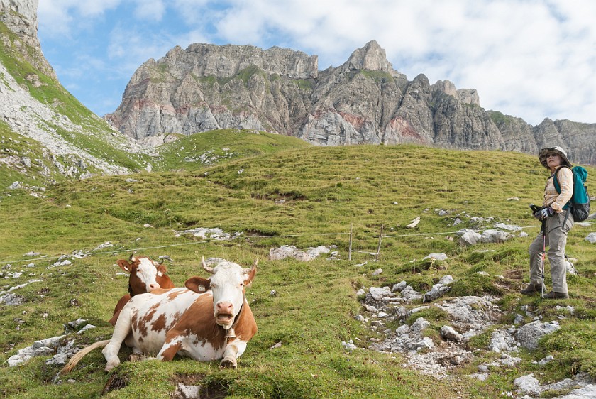 Hike to the Summit of the Rote Wand. Cows in high alpine terrain. near Lech. .