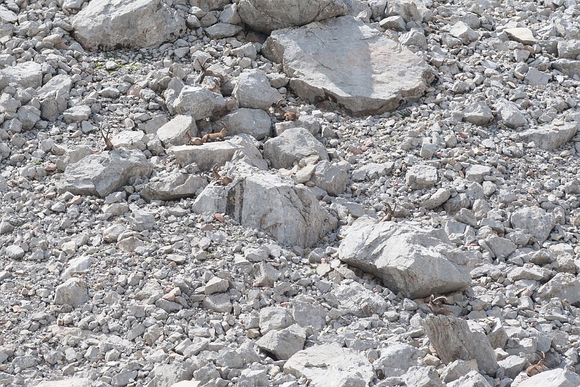 Hike to the Summit of the Rote Wand. Ibex. near Lech. .