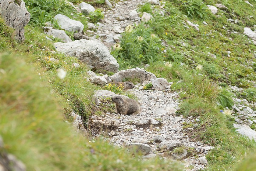 Hike to the Summit of the Rote Wand. Marmots. near Lech. .