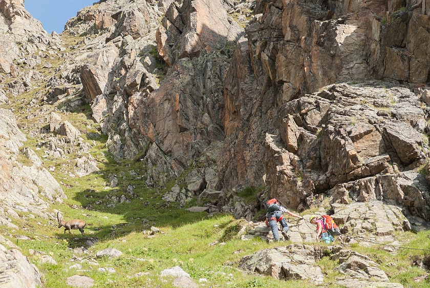 Klettersteig Kleinlitzner. Ibex at the entry point. near Partenen. .
