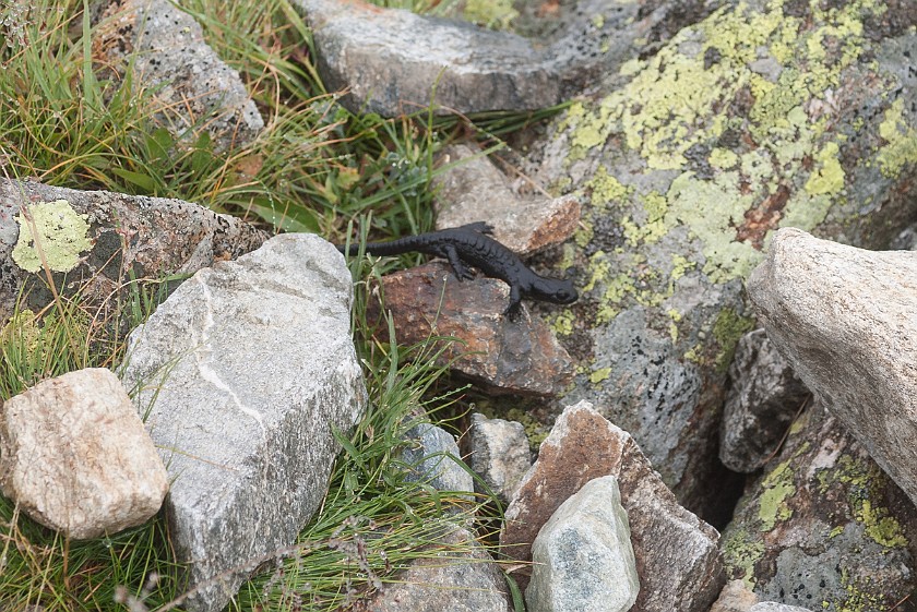 Hike to Bielerhöhe. Salamander . near Partenen. .